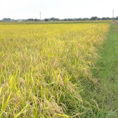 【令和7年産】初霜(源種)胚芽米30kg　(栽培期間中農薬・化学肥料不使用)【1721483】