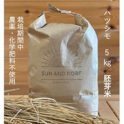 【令和7年産】初霜(源種)胚芽米5kg　(栽培期間中農薬・化学肥料不使用)【1721478】