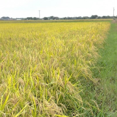 【令和7年産】初霜(源種)　玄米15kg　(栽培期間中農薬・化学肥料不使用)【1721461】