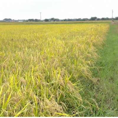 【令和7年産】初霜(源種)　玄米20kg　(栽培期間中農薬・化学肥料不使用)【1721462】