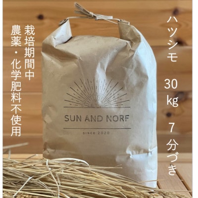 【令和7年産】初霜(源種)　7分づき30kg　(栽培期間中農薬・化学肥料不使用)【1721474】