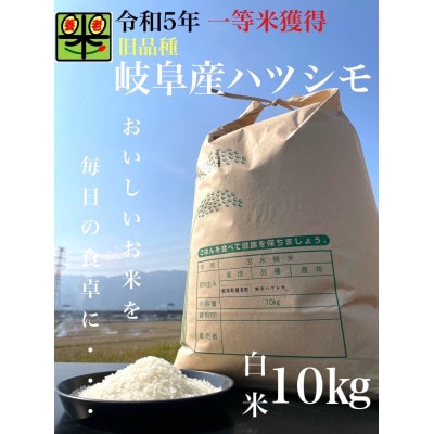 令和6年産　岐阜ハツシモ(旧品種)　10kg　白米【1460333】