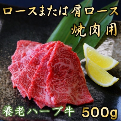 養老ハーブ牛　ロースまたは肩ロース　焼肉用　500g【配送不可地域：離島】【1273633】