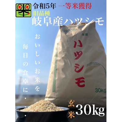 令和6年産　岐阜ハツシモ(旧品種)　30kg 玄米【1460335】