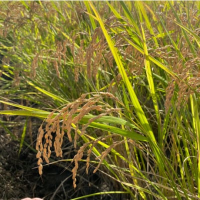 【令和7年産】初霜(源種)胚芽米20kg　(栽培期間中農薬・化学肥料不使用)【1721482】