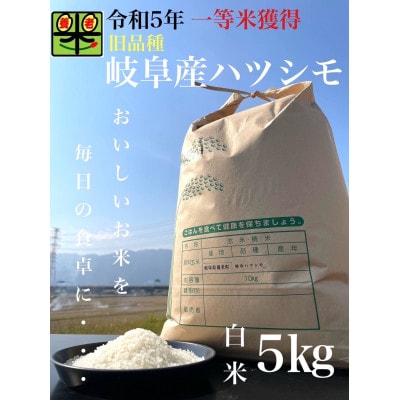 令和6年産　岐阜ハツシモ(旧品種)　5kg　白米【1460021】