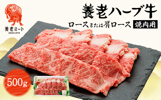 養老ハーブ牛　ロースまたは肩ロース　焼肉用　500g【配送不可地域：離島】【1273633】