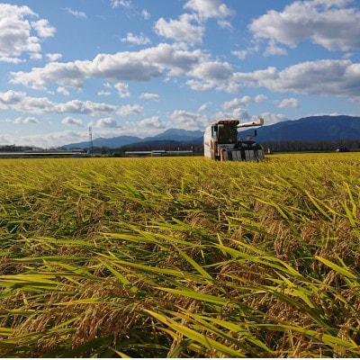 【令和7年産】岐阜県神戸町:農家直送!岐阜ハツシモ　白米　5kg【1354301】