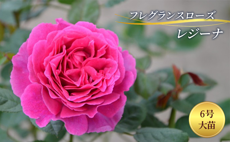 バラ フレグランスローズ レジーナ 6号 大苗 花 薔薇