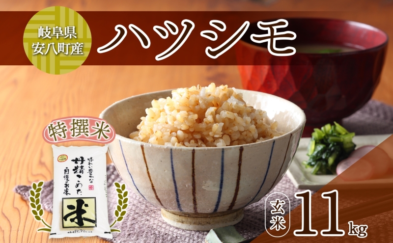 R7年産 特選米 ハツシモ 玄米 11kg ×1袋 お米 米 ごはん  ご飯 はつしも 令和7年産 ブランド米 低農薬 お取り寄せ 産地直送 クリーンファームまき 送料無料 岐阜県 安八町