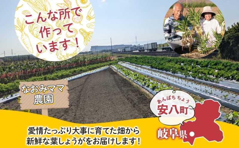 葉しょうが 約2kg なおみママ農園 安八町 野菜