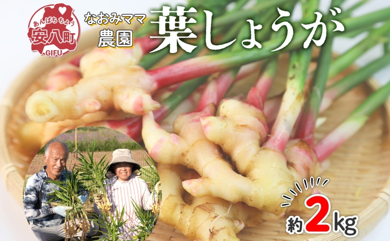 葉しょうが 約2kg なおみママ農園 安八町 野菜