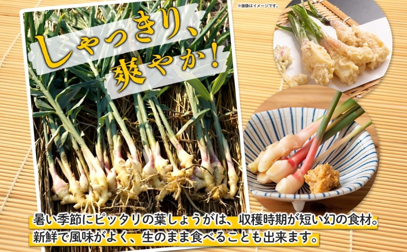 葉しょうが 約2kg なおみママ農園 安八町 野菜