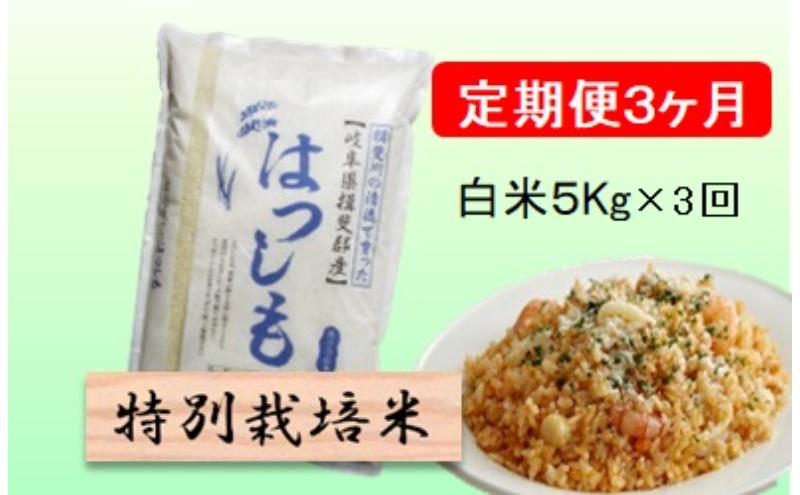 特別栽培米★[定期便] 3カ月★毎月 白米5kg 【ハツシモ】 米 お米 白米 コメ ご飯 定期 岐阜県 池田町