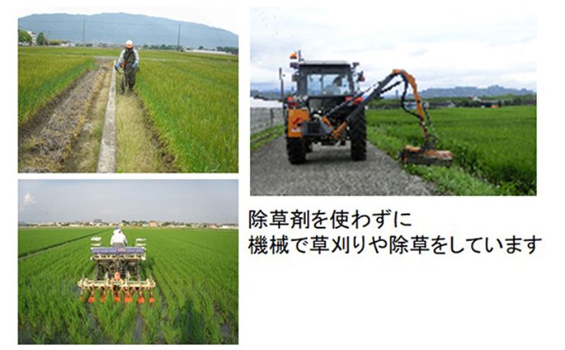 【令和7年産】特別栽培米 10kg【玄米】（コシヒカリ）