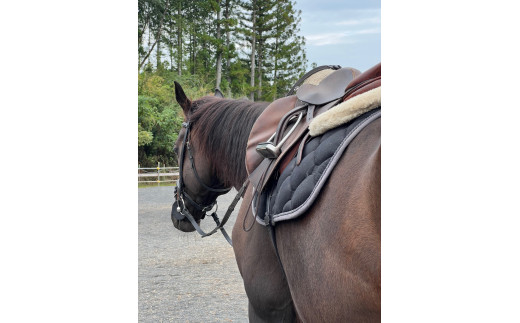 乗馬スクール 20分 4回 1名様 乗馬体験 馬 東海 岐阜県 