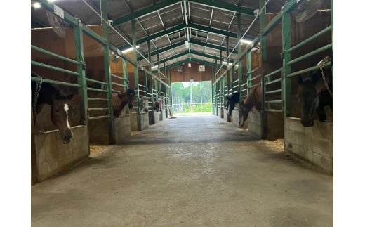 乗馬スクール 20分 4回 1名様 乗馬体験 馬 東海 岐阜県 