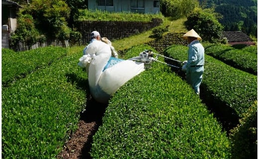 久田見高原の貴重な一番特上煎茶　200g×3