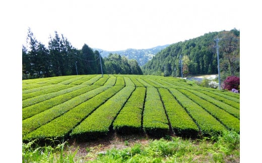 久田見高原の貴重な一番特上煎茶　200g×3