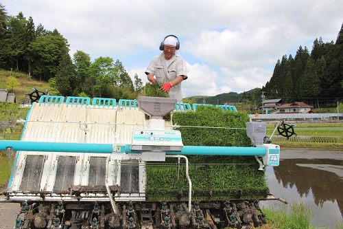令和7年度産 農家直送「山ちゃんのお米」ミルキークイーン15kg
