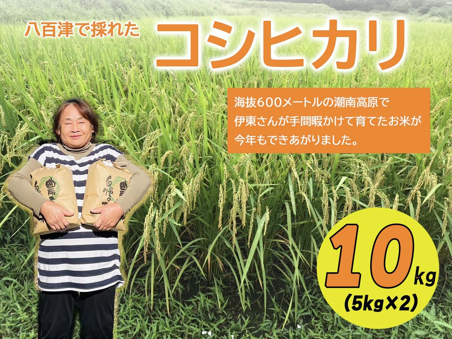 【令和6年度新米】八百津で採れたコシヒカリ！ 10kg お米 白米 精米 ごはん