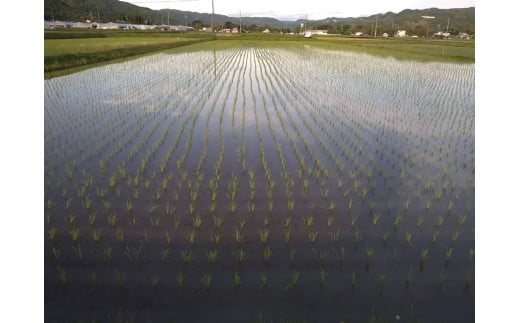 【令和6年度新米】地元でも美味しいと評判！八百津町小川さんのコシヒカリ10Kg【すぐ発送】