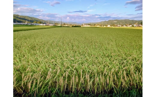 【令和6年度新米】地元でも美味しいと評判！八百津町小川さんのコシヒカリ10Kg【すぐ発送】