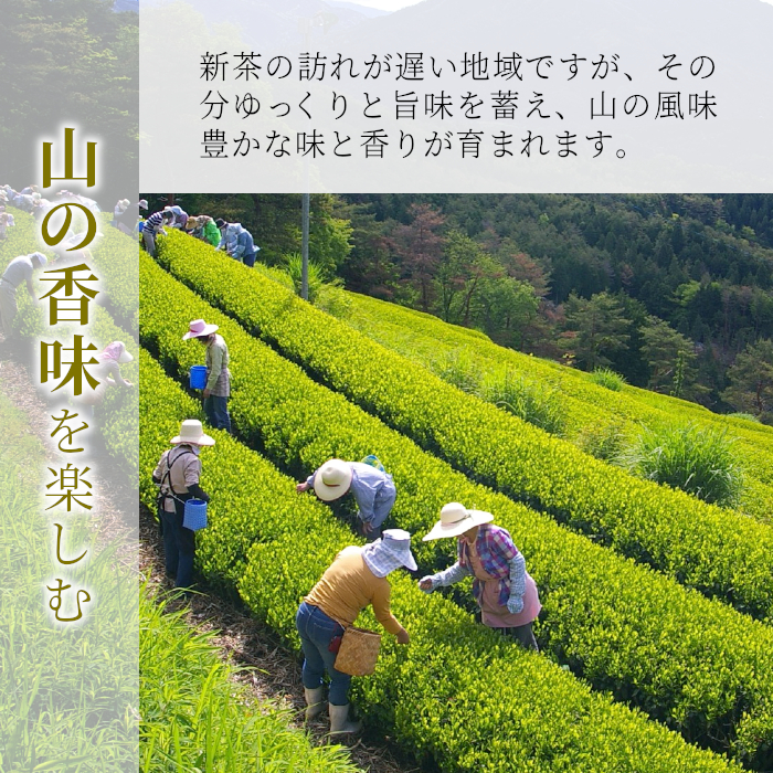 香りと味の調和 特選煎茶「清流-せいりゅう-」 3袋入 80g 茶蔵園 緑茶 日本茶 煎茶 茶葉 お茶