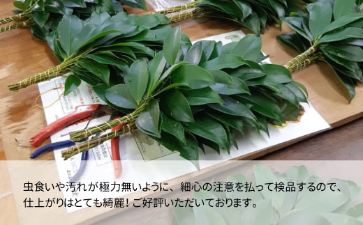 【定期便・全6回】 神棚用 国産榊 さかき 2束 6ヶ月連続でお届け お供え お祀り 国産 天然 新鮮 長持ち 天然榊 東白川村