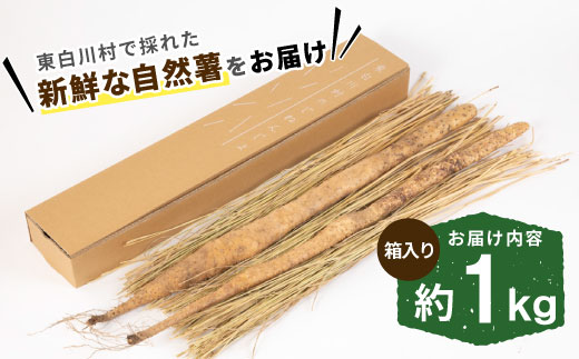 【2024年12月発送】東白川村産 自然薯 1kg じねんじょ 岐阜県産