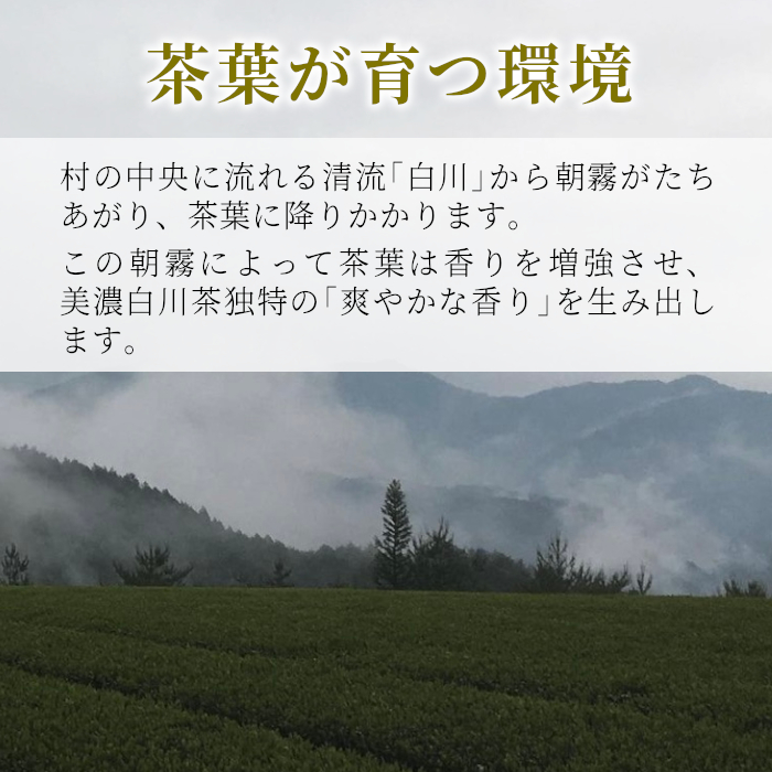 茶蔵園 春摘み煎茶セット (5袋入) 日本茶 煎茶 お茶 茶 白川茶 美濃白川茶 高級煎茶