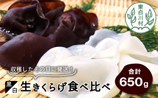 収穫したその日に発送!黒・白 生きくらげ食べ比べセット 合計650g キクラゲ