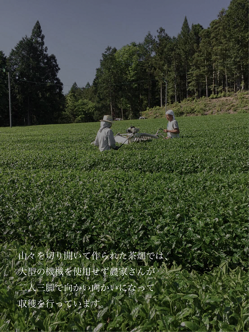 çœå·è¶ãèŽ
æ²¢ã«é£²ã¿æ¯ã¹ïŒ çœå·è¶ è©°ãåããã»ãã 3çš® ãè¶ ç
è¶ ç·è¶ çŸæ¿çœå·è¶ æ¥æ¬è¶ è¶è ãã£ãŒ åœç£ å²éç æ±çœå·æ ãè¶ã»ãã ç¹ç£å åç£å éè¶ ãåãå¯ã ç£å°çŽé 蟲è¬äžäœ¿çš æ¬æ Œ äžå å³éž äººæ° èŽãç© ã®ãã èŽç ãã¬ãŒã³ã 12000å