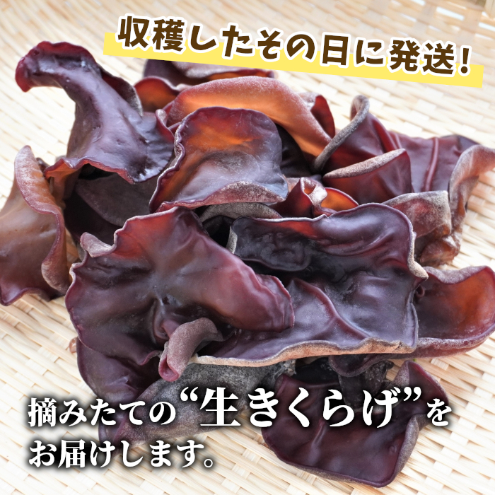 収穫したその日に発送！黒・白 生きくらげ食べ比べセット 合計650g キクラゲ