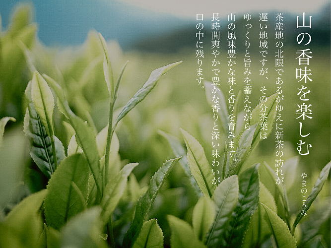 çœå·è¶ãèŽ
æ²¢ã«é£²ã¿æ¯ã¹ïŒ çœå·è¶ è©°ãåããã»ãã 3çš® ãè¶ ç
è¶ ç·è¶ çŸæ¿çœå·è¶ æ¥æ¬è¶ è¶è ãã£ãŒ åœç£ å²éç æ±çœå·æ ãè¶ã»ãã ç¹ç£å åç£å éè¶ ãåãå¯ã ç£å°çŽé 蟲è¬äžäœ¿çš æ¬æ Œ äžå å³éž äººæ° èŽãç© ã®ãã èŽç ãã¬ãŒã³ã 12000å