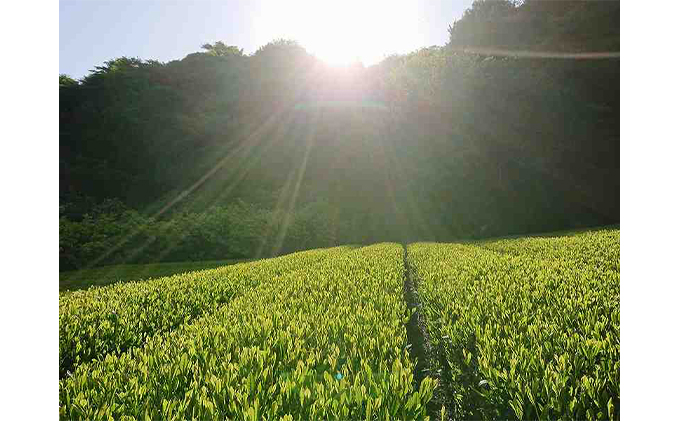 お茶処静岡からお届け！【茶匠】が作る栽培農家の静岡茶