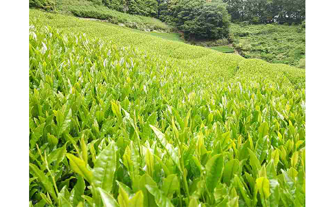お茶処静岡市の茶農家から味わいの静岡茶セット『計600g』