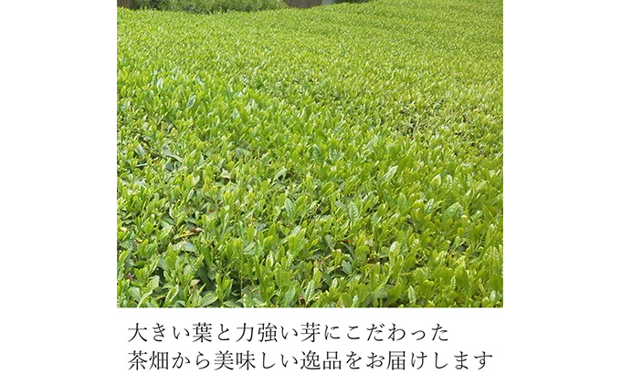 静岡 本山茶 1缶175g（特製木箱入り）