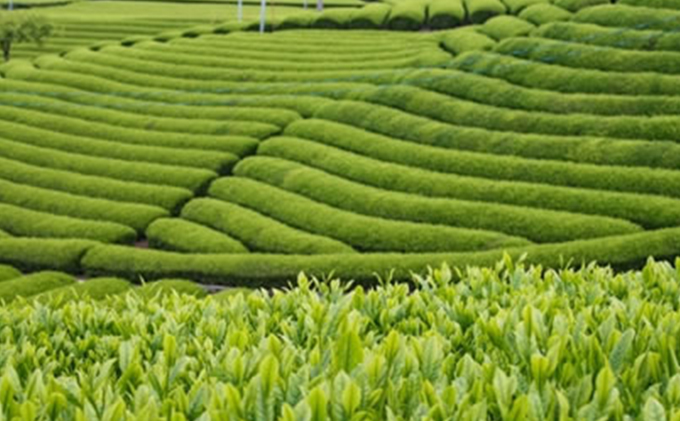 静岡茶ガールプロジェクト　8茶くらべ