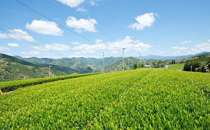 静岡県産茶ティーバッグ5種類（静岡茶・ほうじ茶・和紅茶・玉露・玄米茶） 計54ティーバッグ【さくらねこTNR活動支援 】