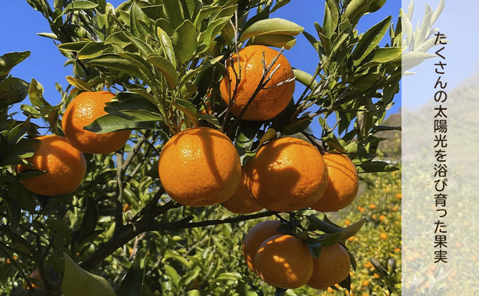 果樹園のジェラート 柑橘食べ比べ12個セット 100ml×12個 冷凍 ギフト アイスクリーム シャーベット
