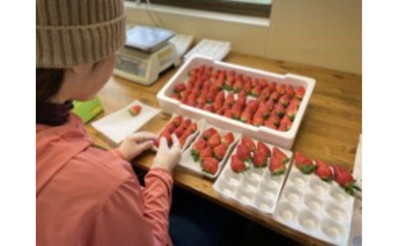 【受付2024年3月10日まで】静岡 いちご 2種 計4パック 食べ比べセット（紅ほっぺ・スターナイト）冷蔵 苺 フルーツ