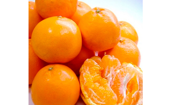 【2024年2月上旬より順次発送】静岡県清水生まれの美味しい柑橘「はるみ約2.5kg」 10,000円
