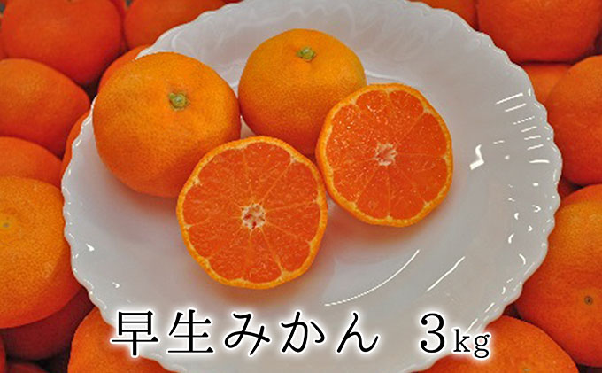 【2022年11月中旬より順次発送】秋の味覚　果汁たっぷり　早生みかん3kg