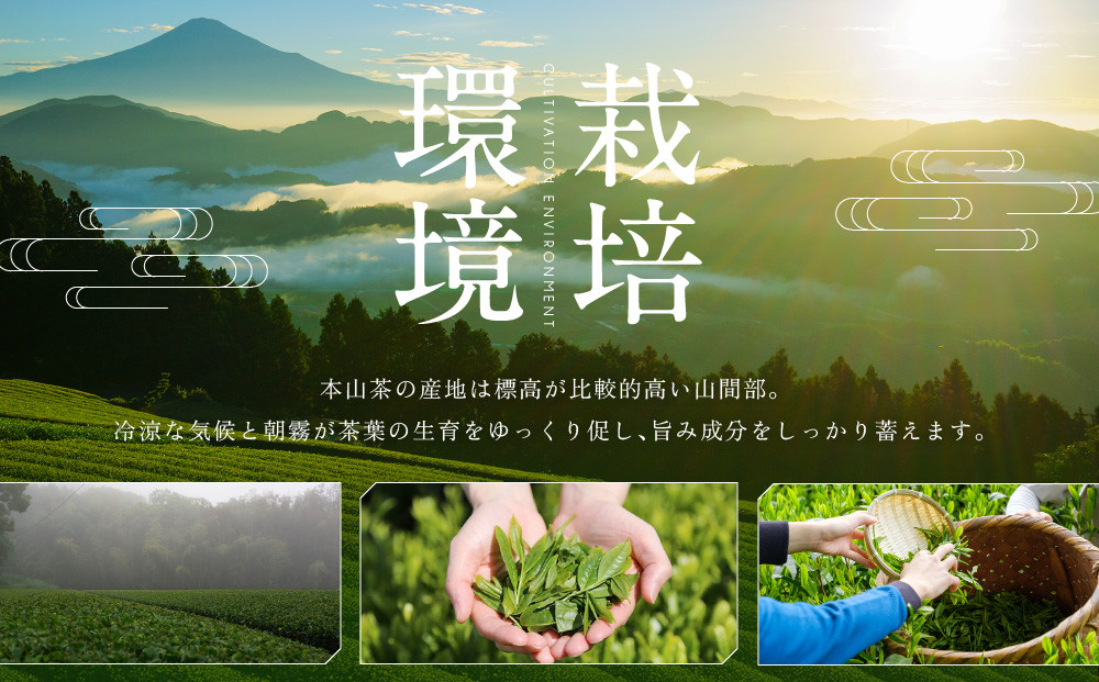 【訳あり】本山茶（ほんやまちゃ）200ｇ× 5本◆
