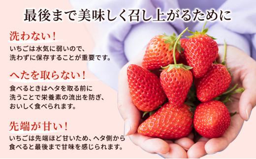 いちご ほっぺたが落ちる 紅ほっぺ  12パック 果物 イチゴ 苺 国産 ギフト 贈答品 お祝い プレゼント フルーツ くだもの