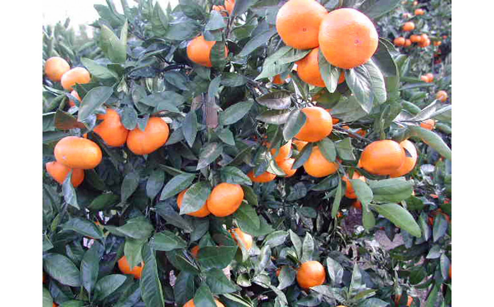 ã2025幎12æäžæ¬ïœ2æäžæ¬çºéãçãéå³¶ã¿ãã2.5kgãé岡çããç£å°çŽéâ