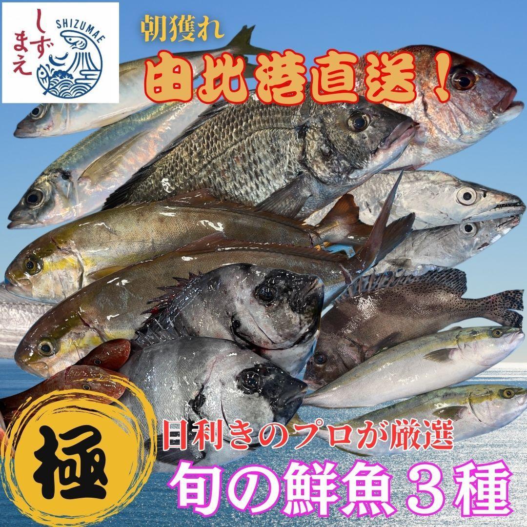 しずまえ！［極］鮮魚ボックス(厳選3種入り)