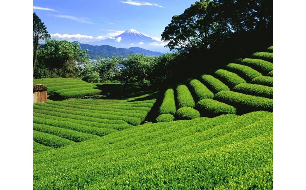 静岡県静岡市　日本旅行　地域限定旅行クーポン15,000円分