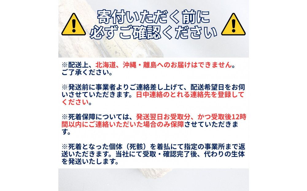 ヘラクレスオオカブト中型オス（120-140mm）【配送不可：北海道・沖縄・離島（一部除く】□